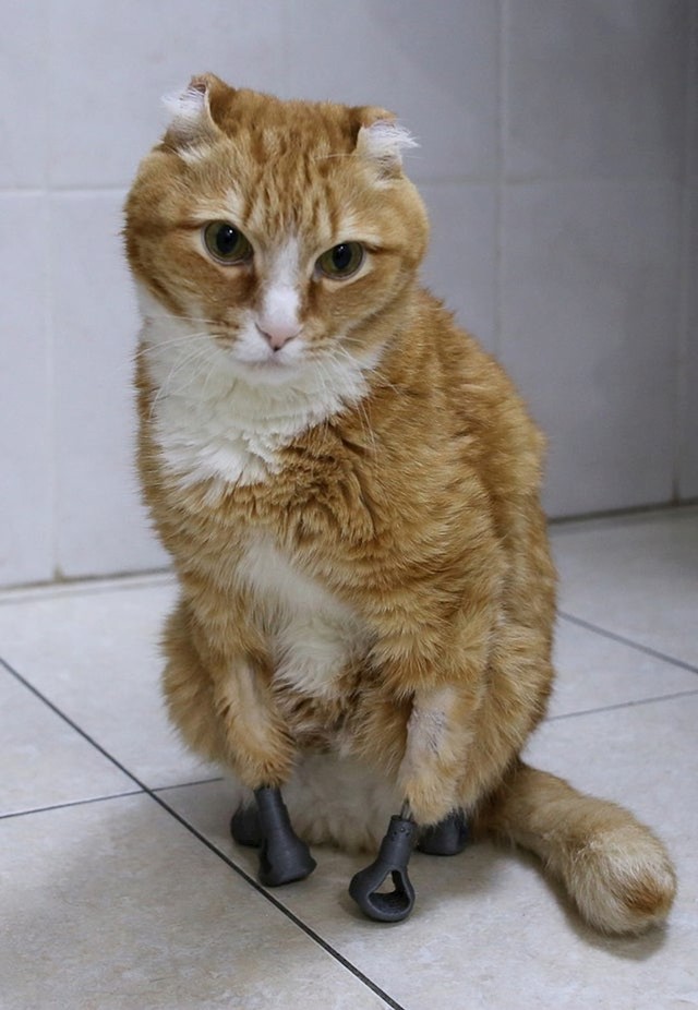 Maca je dobila nove šapice