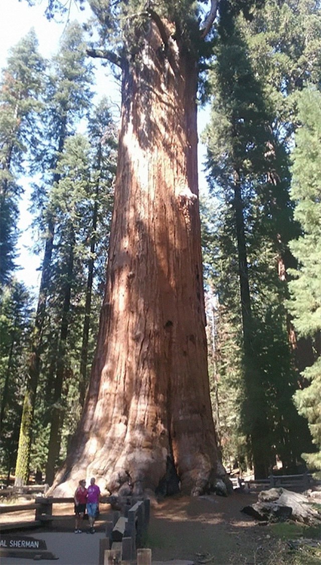 Najveće drvo na svijetu