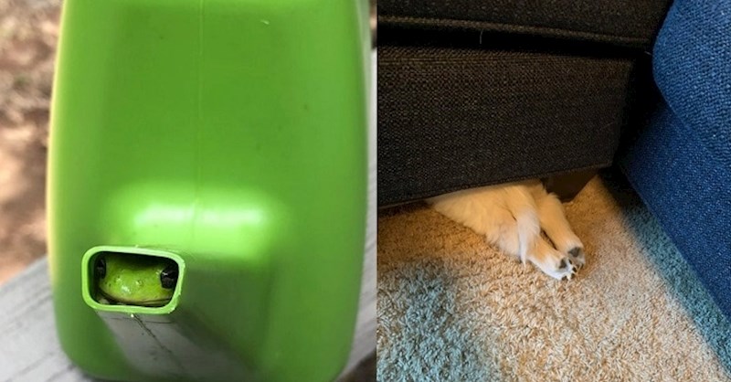 Malena stvorenja koja bi definitivno pobijedila u igri skrivača