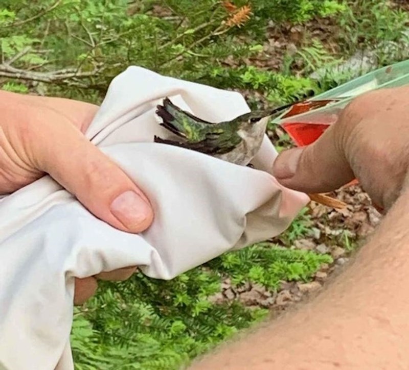 "Kolibrić kojem sam pomogao"