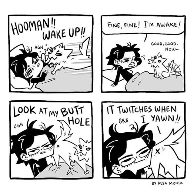 Kad te probudi mačka
