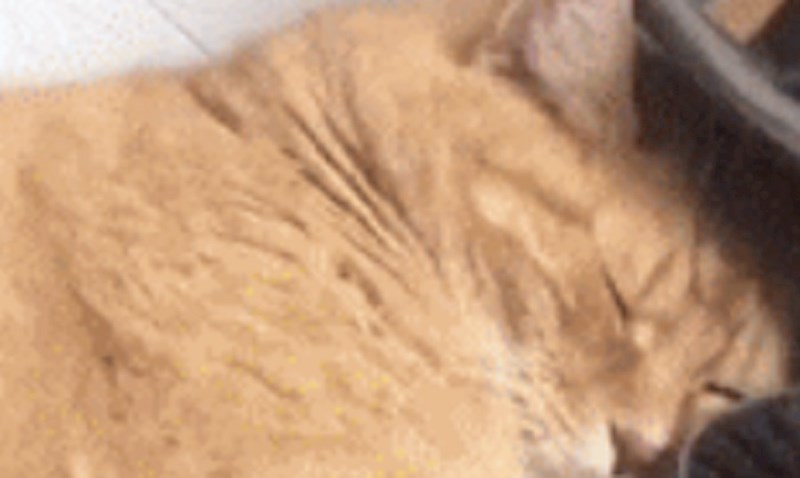 Kako to izgleda kada mačka odabere "udobno" mjesto za spavanje