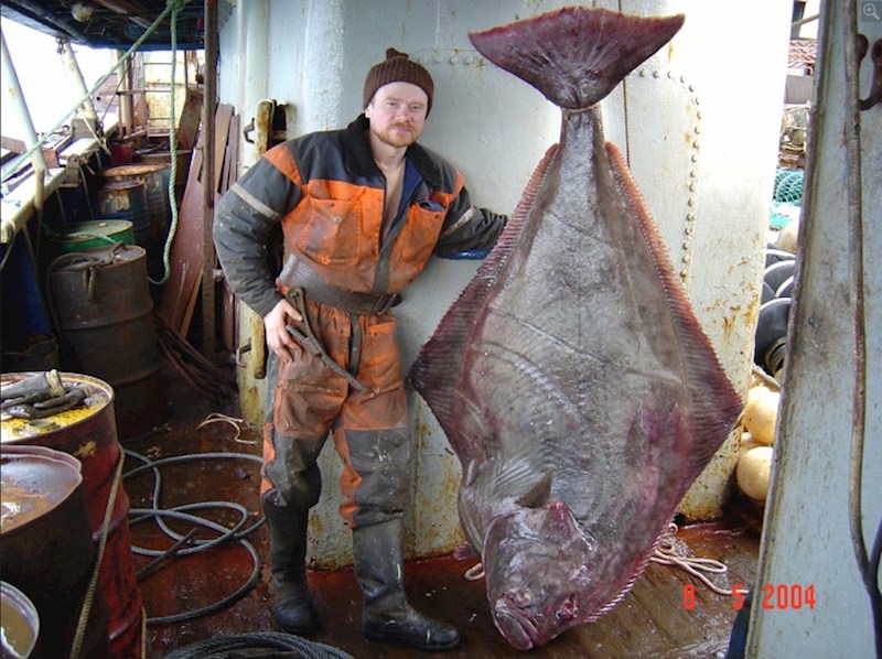 Vjerojatno ste jeli pacifički halibut, ali sigurno niste vidjeli kako ta riba izgleda