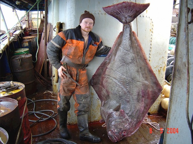 Vjerojatno ste jeli pacifički halibut, ali sigurno niste vidjeli kako ta riba izgleda