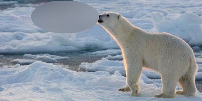 Pogledajte zbog čega je ova slika polarnog medvjeda tako posebna. Uslikano u savršenom trenutku!
