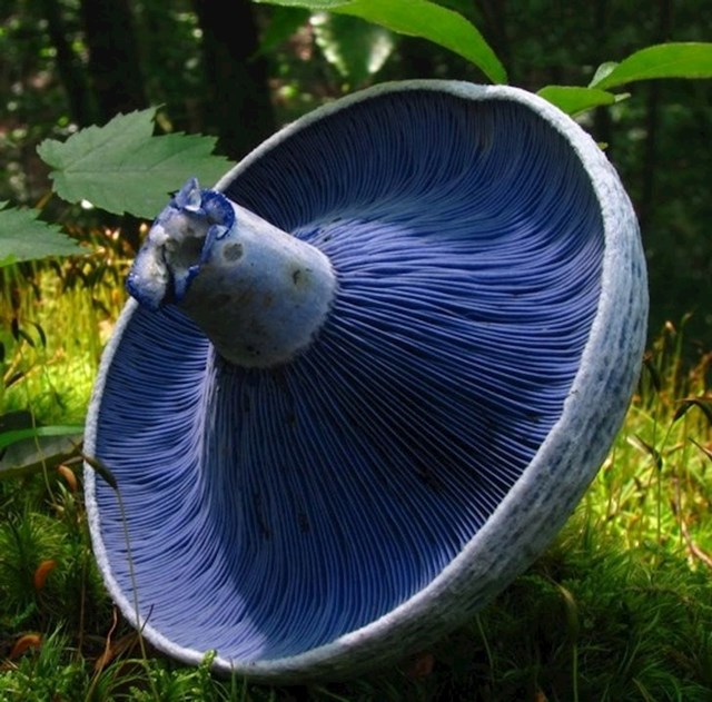 Lactarius indigo, plava mliječna gljiva