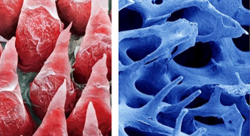 Pogledajte kako izgledaju dijelovi našeg tijela pod mikroskopom