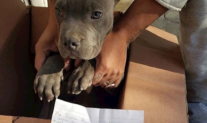 Dječak je ostavio svog psa i pismo u skloništu da ga zaštiti od svog oca zlostavljača