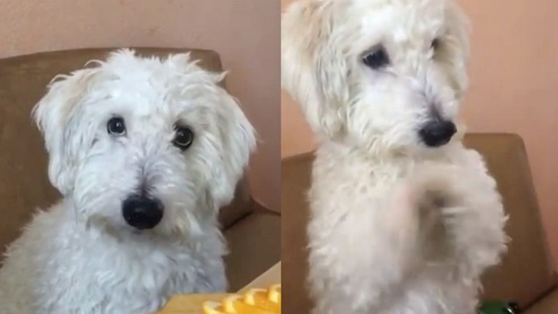 Ovaj psić naučio je kako dobiti poslastice kad god to poželi, pogledajte kako to radi