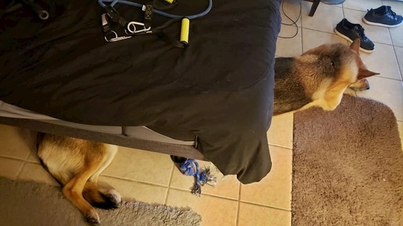 "Moj pas je jako fleksibilan"