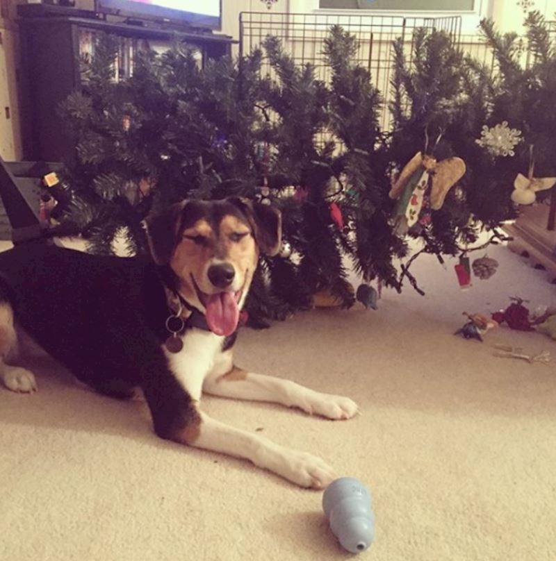 Božićno drvce i kućni ljubimci, ubitačna kombinacija