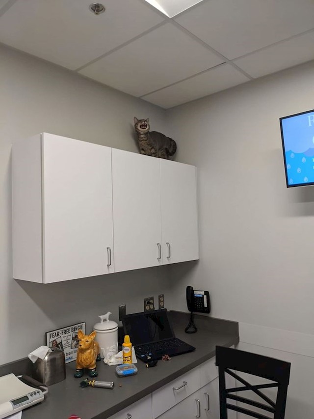 Čula je da ide kod veterinara...