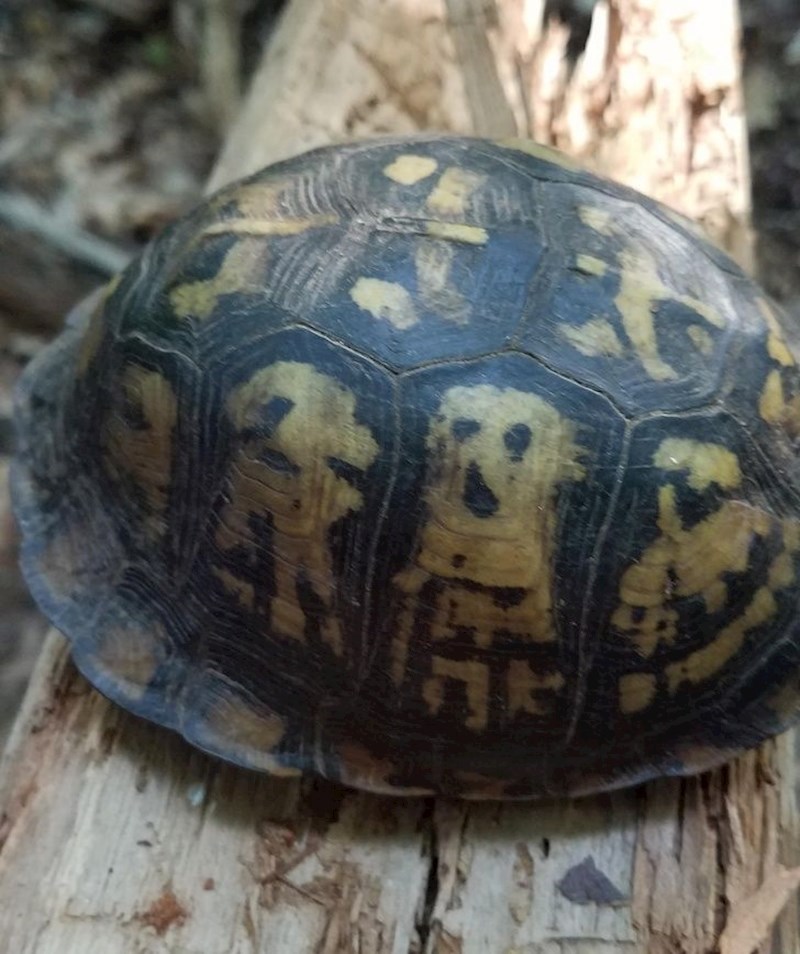 Kornjača s dva psa na oklopu :D