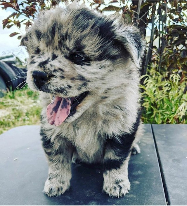 Čak mu i jezik ima pjegice! :)