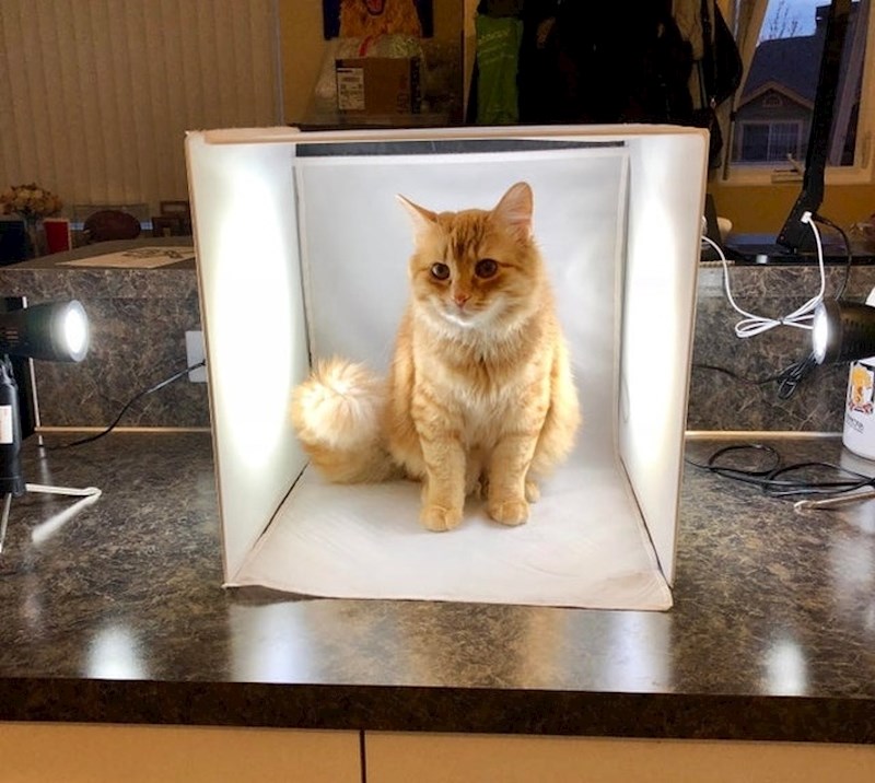 "Želio sam nešto fotografirati, ali moja mačka je imala druge planove..."