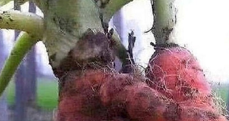 Izvukao je mrkve iz zemlje i nije mogao vjerovati kako izgledaju