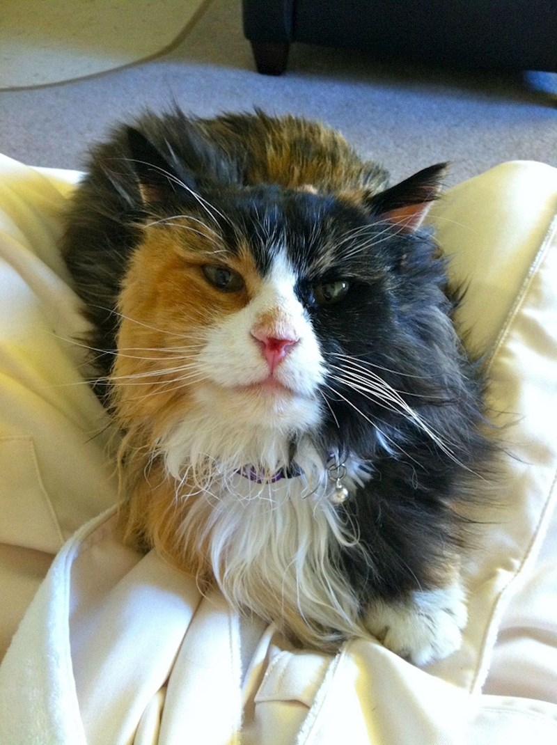 Ova mačka izgleda veličanstveno!