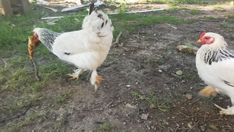 "Kokoš mi je ukrala pizzu s tanjura!"