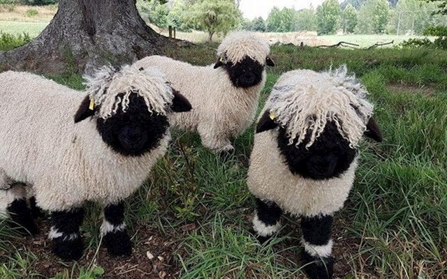 Ovce s Novog Zelanda