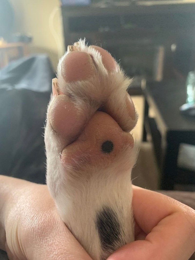 Pas s madežom na šapici