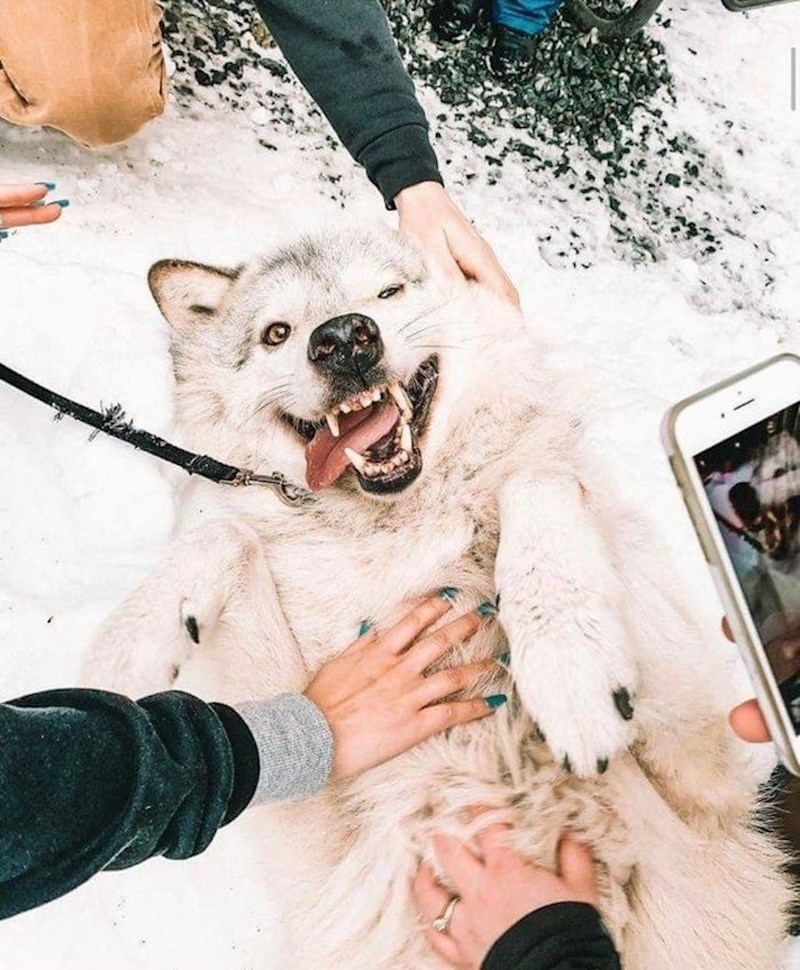 U Washingtonu postoji mjesto gdje se možete držiti s vukovima koji su jako društveni