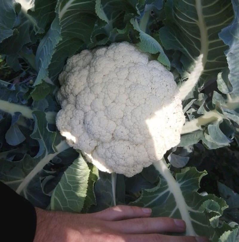 "Kupio sam sjeme kelja pupčara, izrasla je cvjetača..."