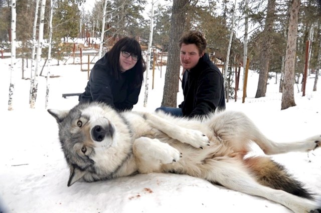 "Dečko i ja smo se slikali s vukovima i mazili im trbuhe"