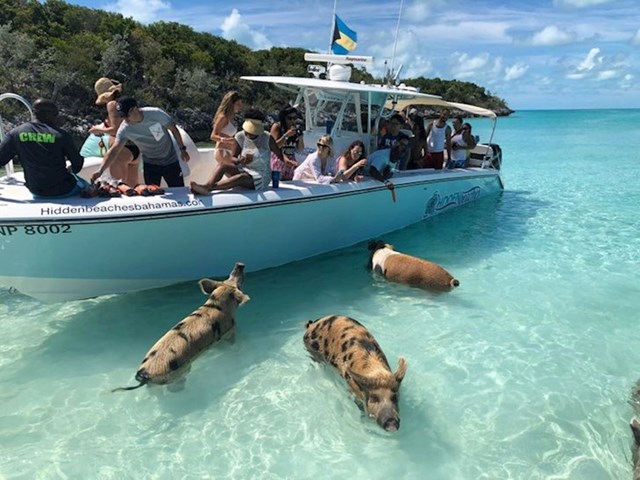 Svinje na Bahamima