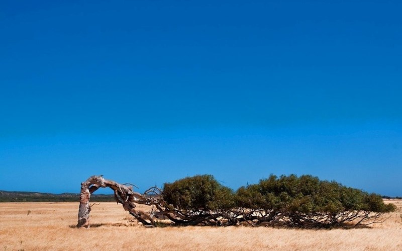 U Zapadnoj Australiji vjetrovi mogu biti toliko jaki da se stabla savijaju i rastu vodoravno