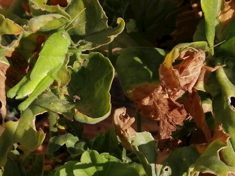 Dva mališana su se stopila s okolinom