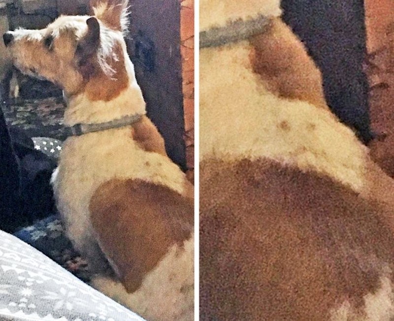 "Moj pas ima tužno lice na leđima"