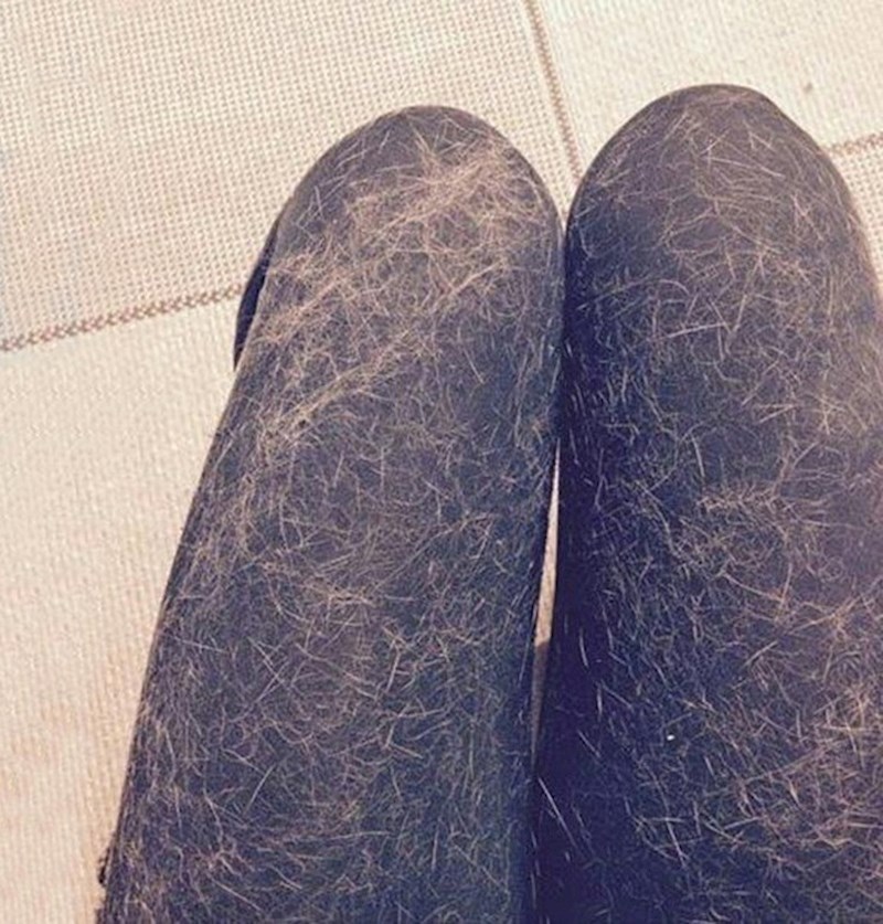 Svi koji imaju mačku će razumjeti