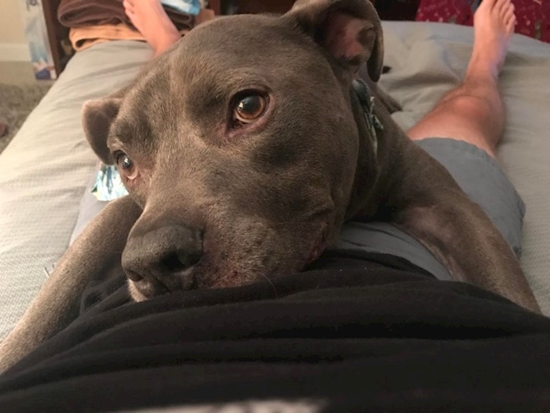 Ovako dočeka vlasnika kada se on vrati s posla...