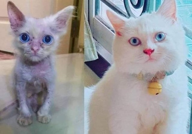 Izgled ove mace nakon što je dobila adekvatnu njegu