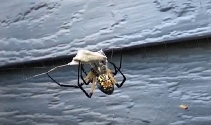 Jeziv prizor - Pogledajte kako ovaj pauk mota mrežu oko plijena