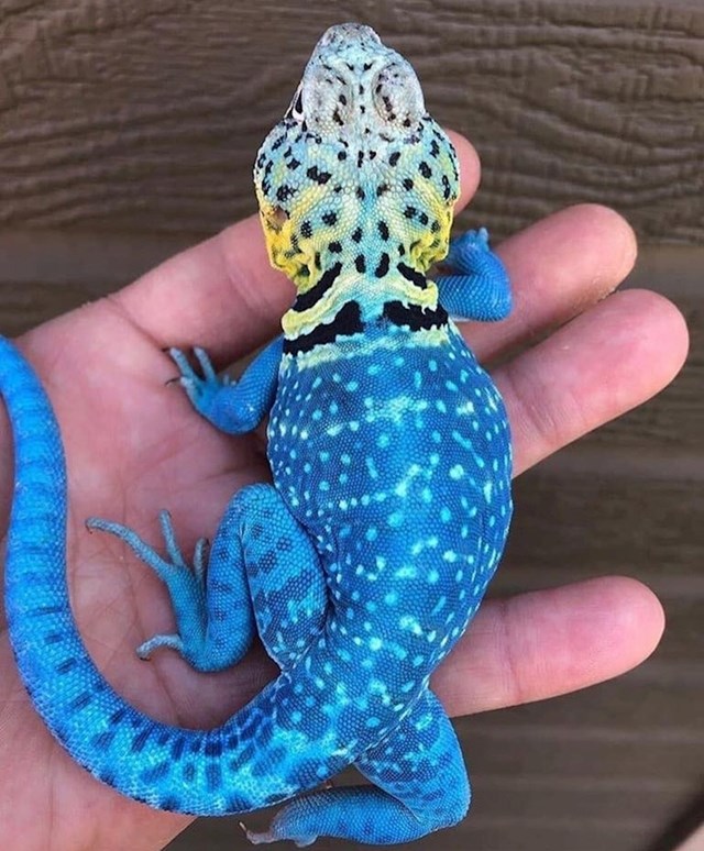 Meksički plavi gušter