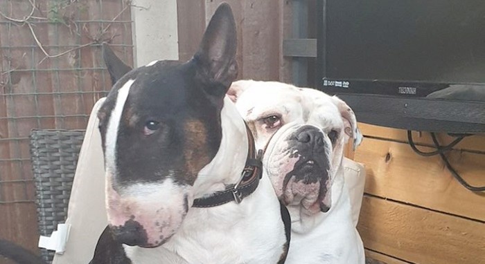 Slike koje dokazuju da su bull terijeri također velike maze