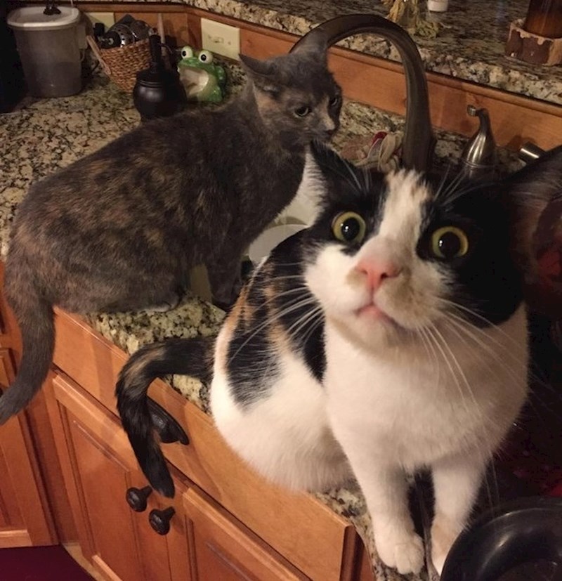 Uhvaćeni u noćnom grickanju