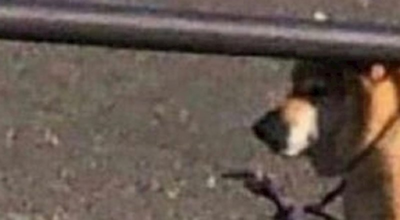 Pas je ni kriv ni dužan jako uplašio ovu ženu, pogledajte zašto