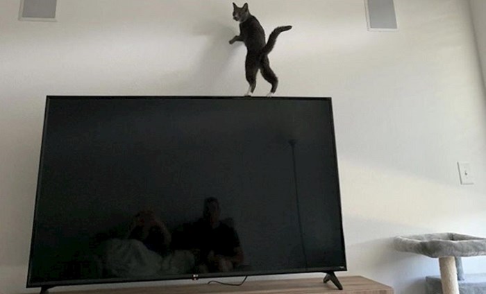 Fotke koje dokazuju da se zakoni fizike ne odnose na mačke
