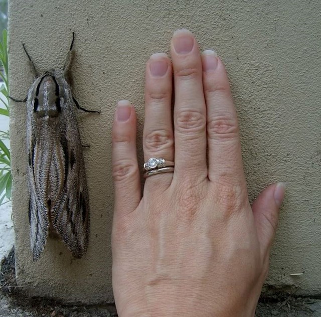 Ogroman moljac
