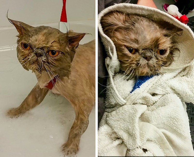 Ova mačka smišlja opaki plan za svog vlasnika...