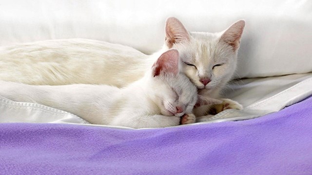 "Volim te mama!"