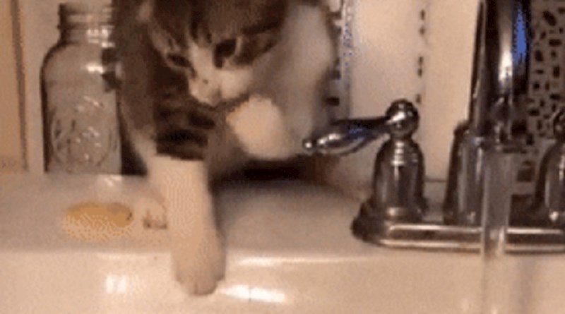 Vlasnica je snimila mačku kako pije vodu, ono što se dogodilo nije očekivala