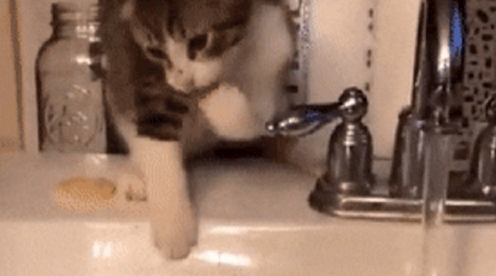 Vlasnica je snimila mačku kako pije vodu, ono što se dogodilo nije očekivala