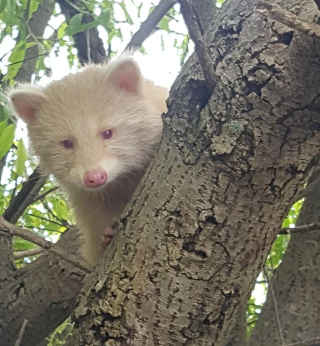 Albino rakun