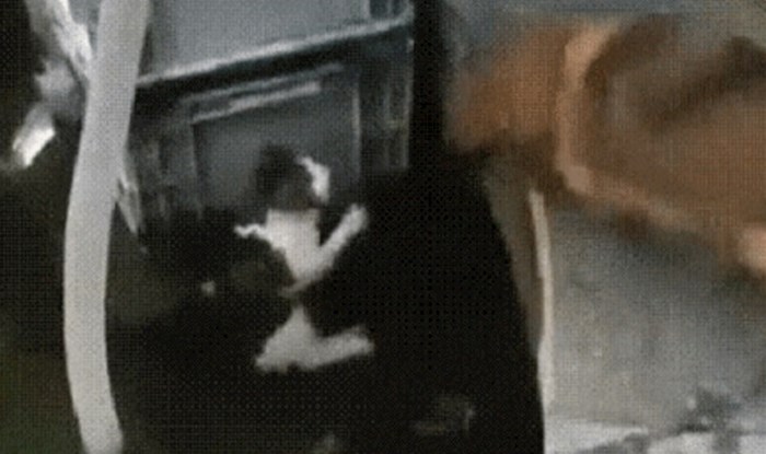 Mačka nije mogla izaći iz vode, pas je učinio nešto nevjerojatno
