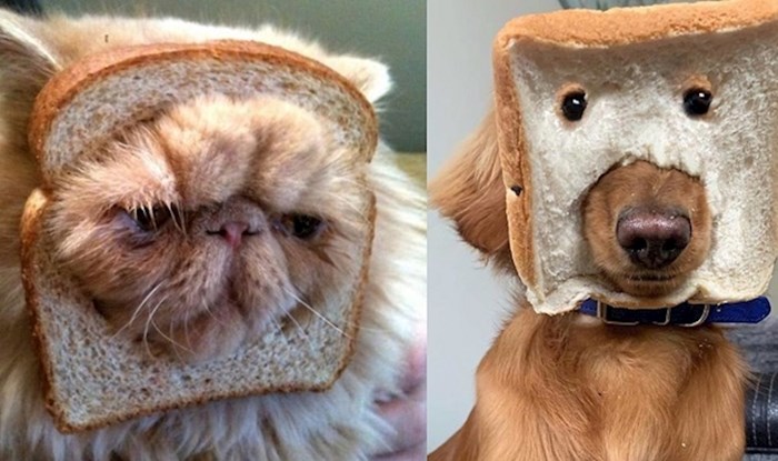 Ljudi objavljuju svoje ljubimce s komadom kruha na glavi, evo najsmješnije fotke