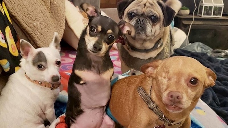 Dirljive priče koje će vam izazvati osmijeh, ali i suze