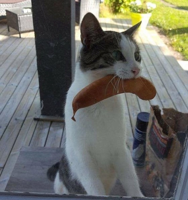 "Ukrala je kobasicu susjedima koji su roštiljali!"